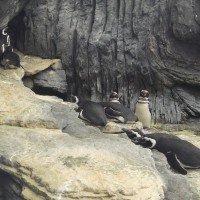 pinguins_02