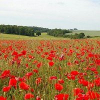 Papoulas nos campos de Flanders – Receita de Viagem