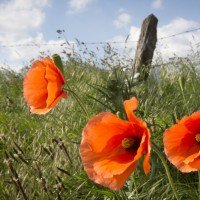 travel-trip-wwi-flanders-fields.jpeg-1280×960