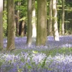 Hallerbos, a floresta de bluebells na Bélgica